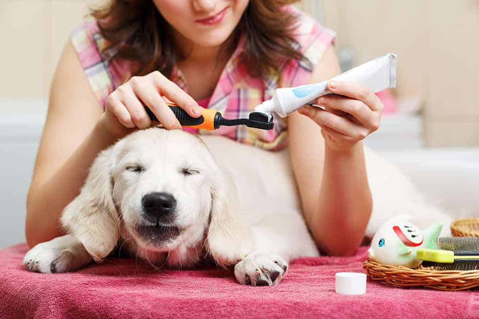 Playing Doggie Dentist