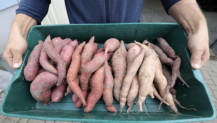 Surprise! Your Beer And Tea Are Actually Transgenic GMOs