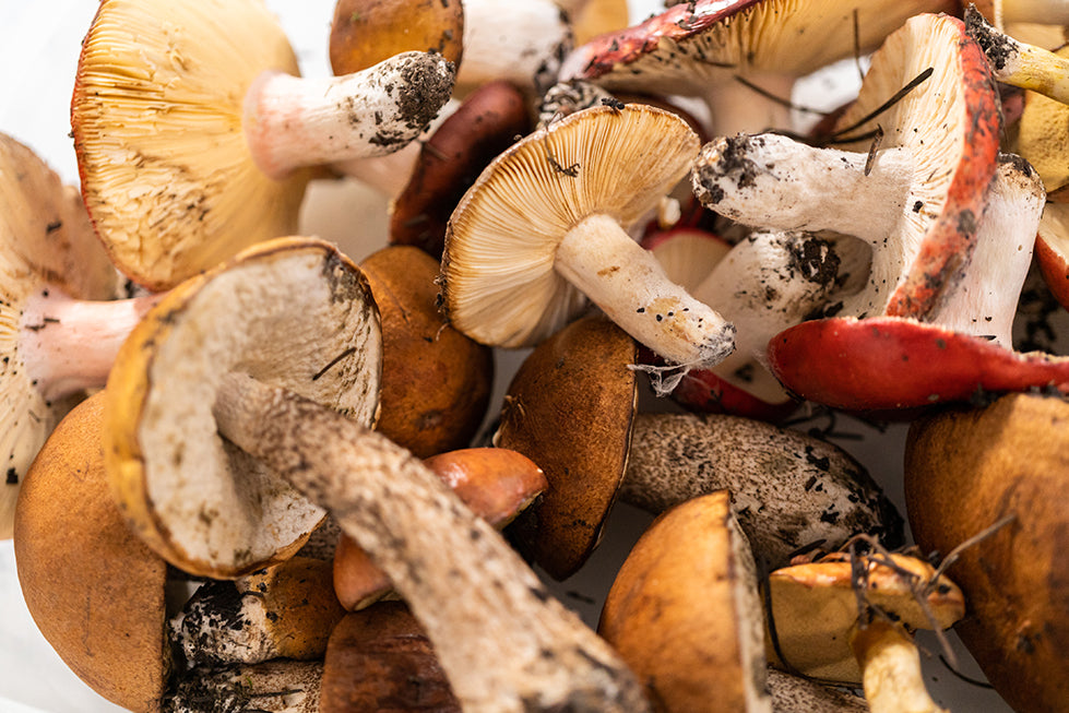 The Top 10 Medicinal Mushrooms and Their Health Benefits