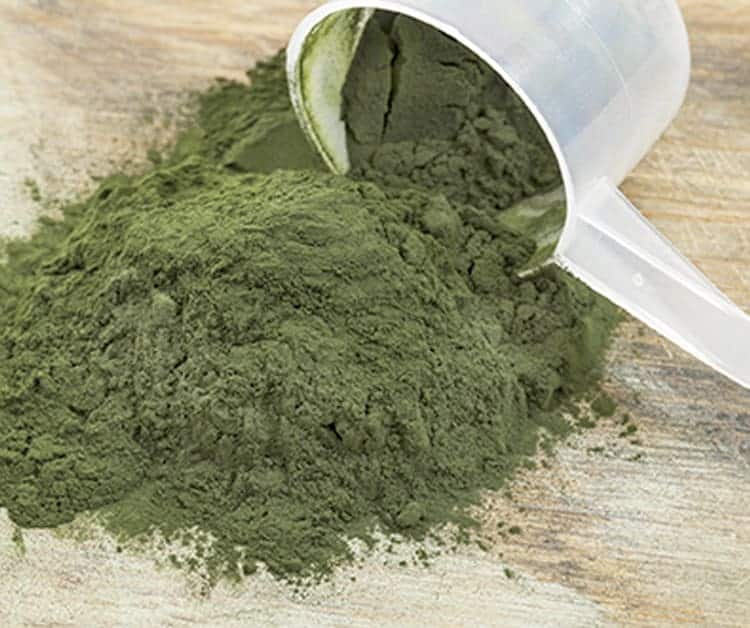 Blue-Green Algae