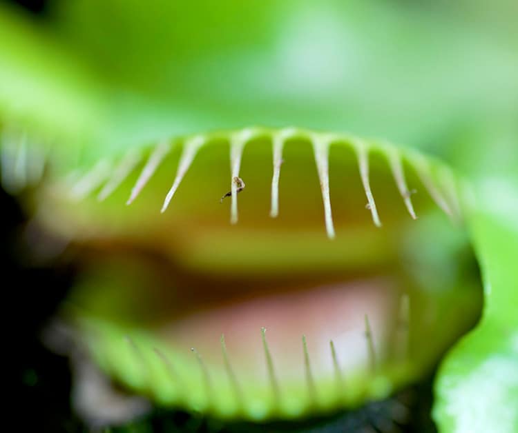 Can a Carnivorous Plant Help Beat Cellulite?