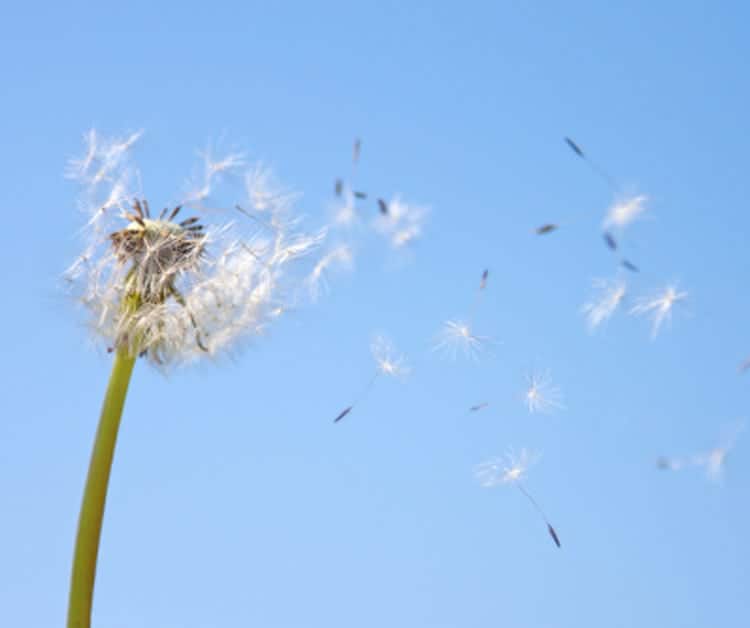 It’s that time of the year: Keep allergies at bay–naturally