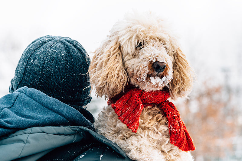 5 Essential Winter Health Tips to Keep Your Dog Safe, Warm and Happy