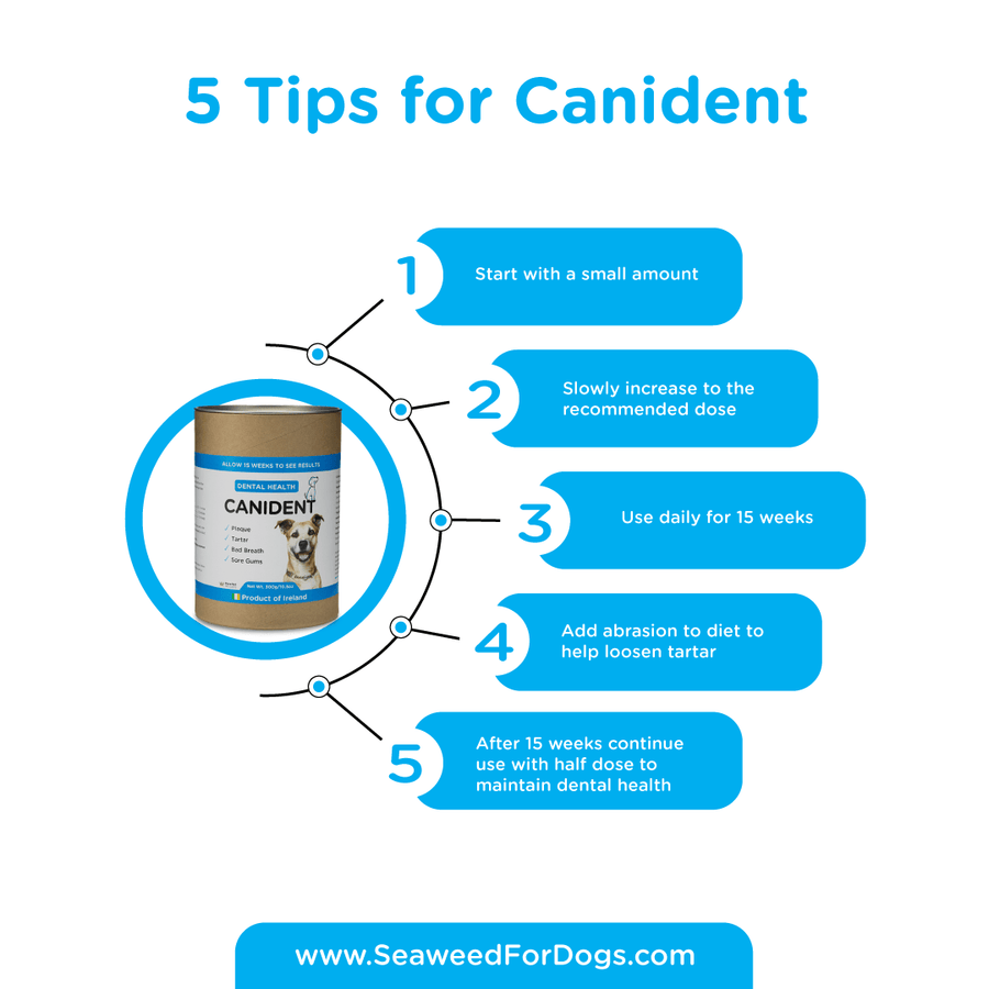 Canident - Clean Dogs Teeth (150 gr)