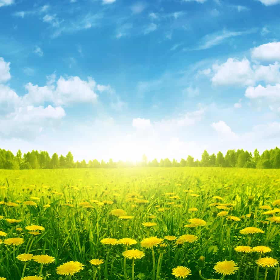 Humans have used dandelion to benefit health for much of recorded history