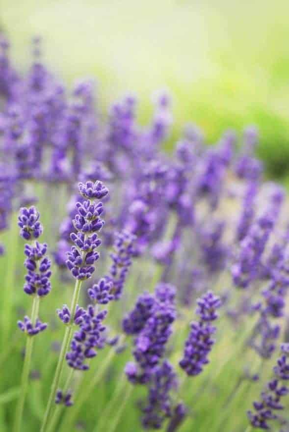 Lavender Flowers