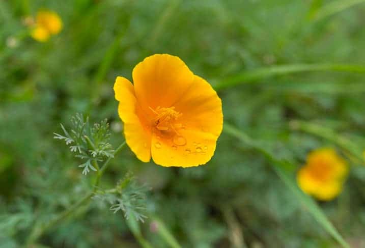 Beautiful Californian poppy