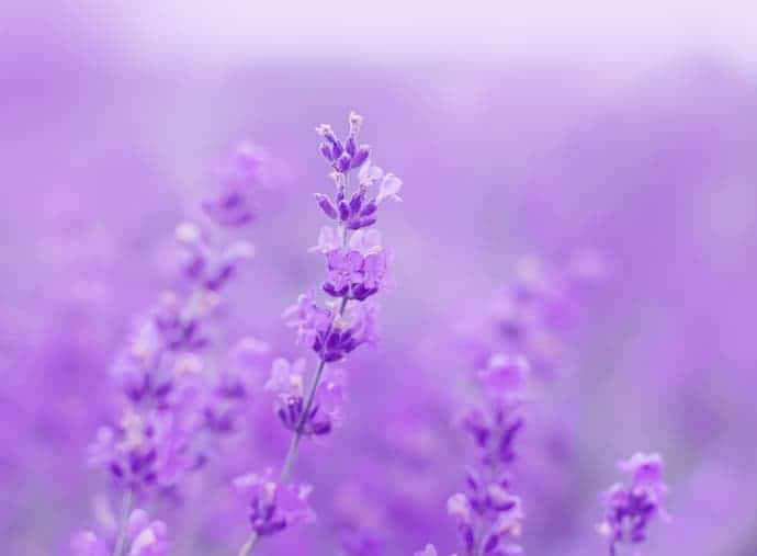 field lavender flowers