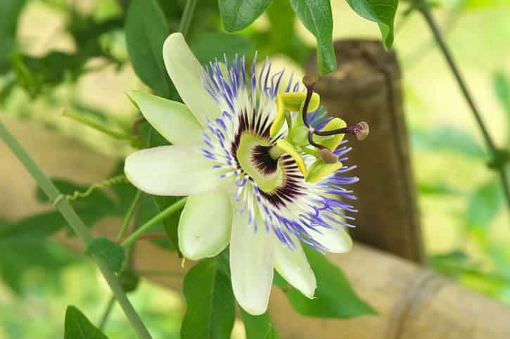 passion flower