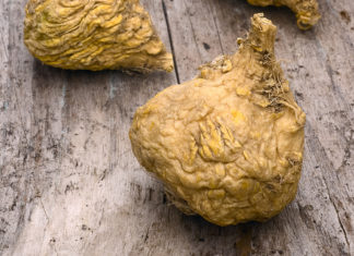 Maca Root