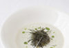 Scallop Soup