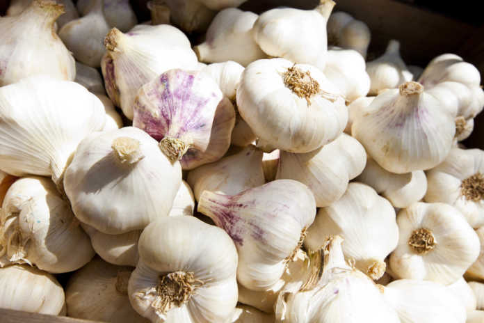 The Powerful Properties of Garlic