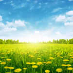 dandilion