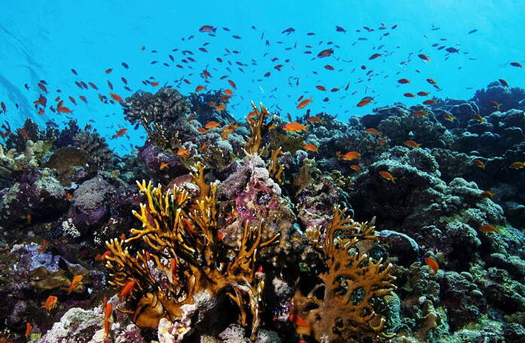 New coral reef restoration technology aims to reverse climate change ...