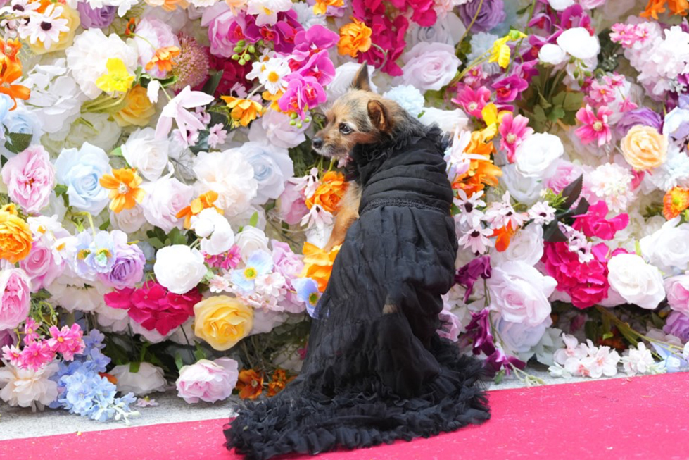 The Pet Gala: Where Fashion Goes to the Dogs